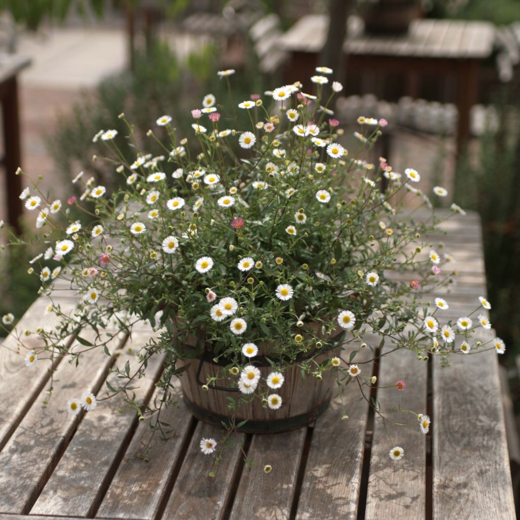 Erigeron karvinskianus - Margarita cimarrona