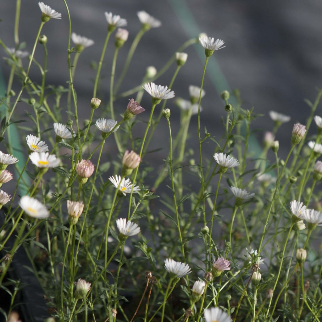 Erigeron karvinskianus - Margarita cimarrona