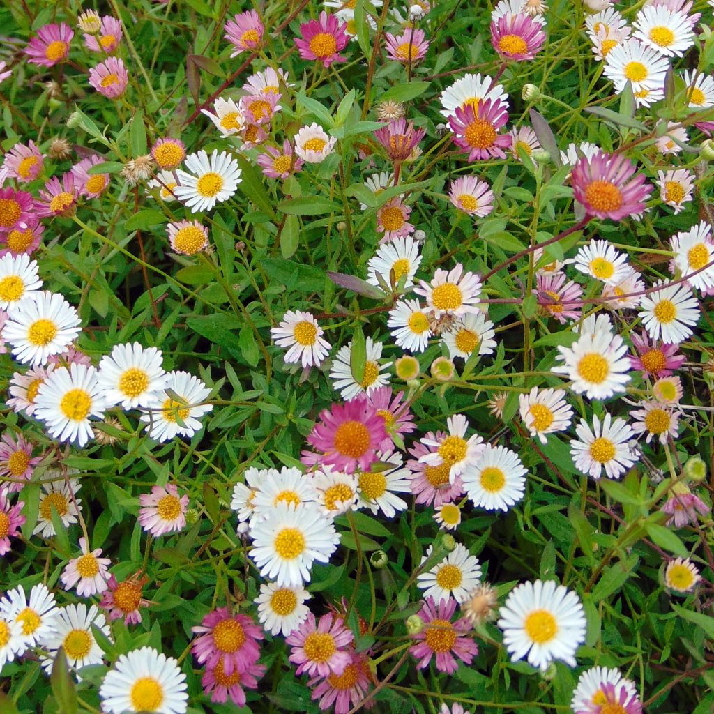 Erigeron karvinskianus - Margarita cimarrona