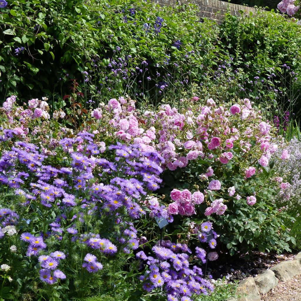 Erigeron Strahlenmeer - Margarita