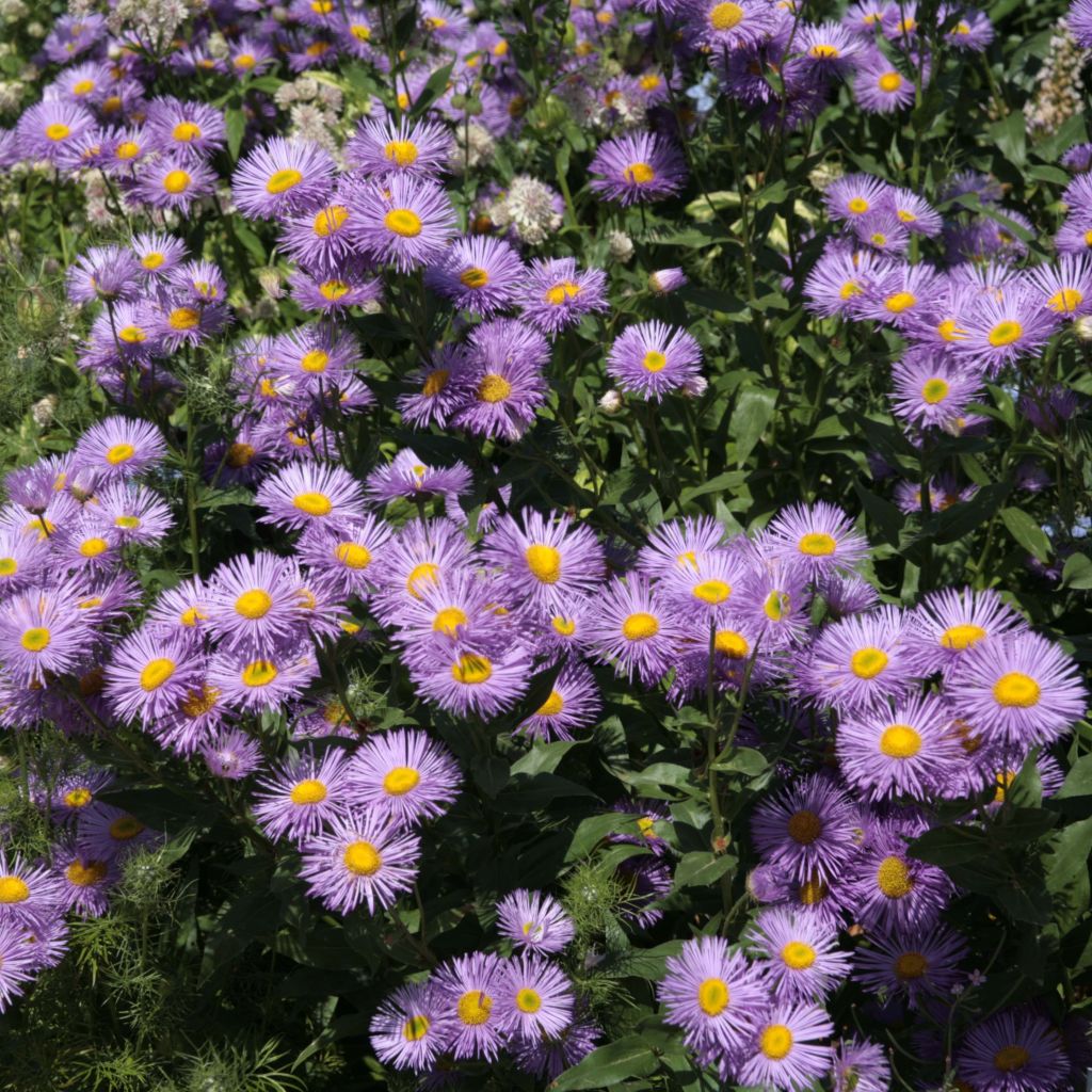 Erigeron Strahlenmeer - Margarita