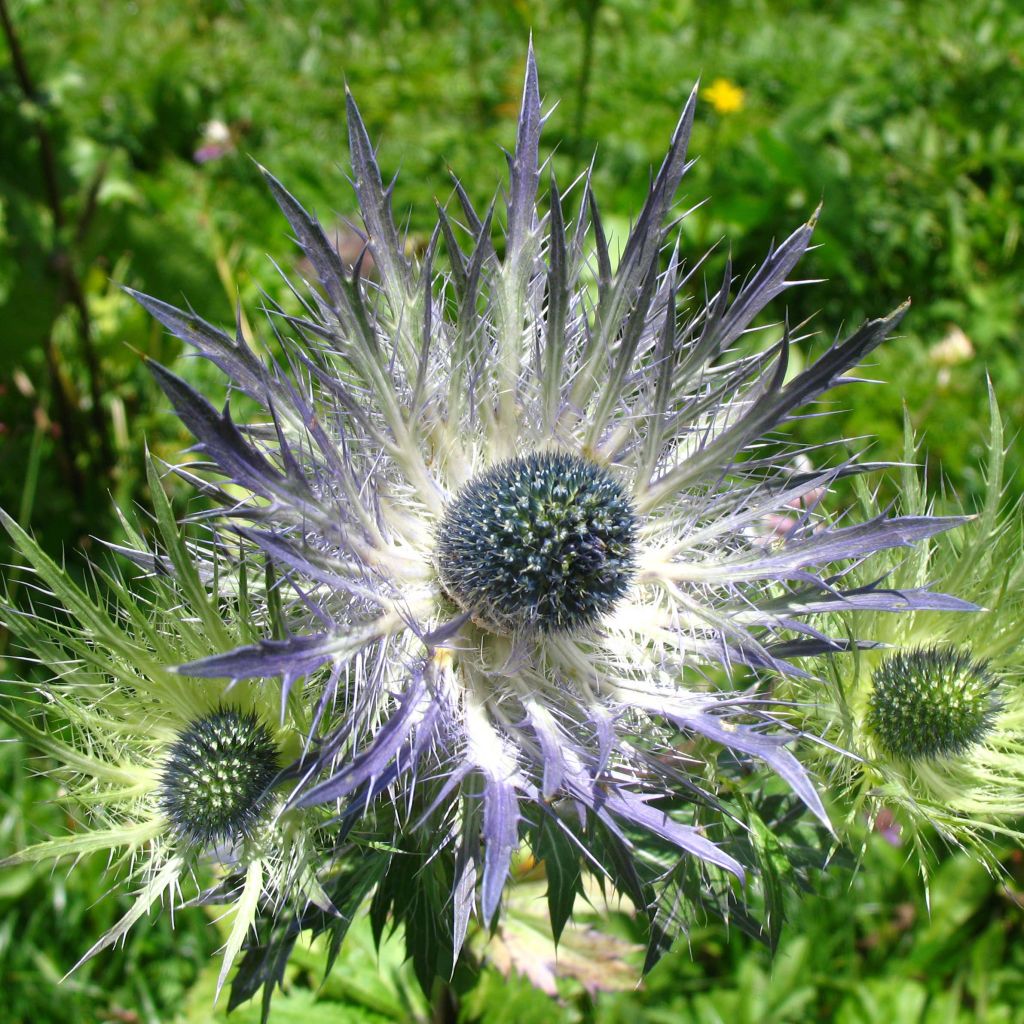 Eryngium alpinum Blue Star - Panicaut