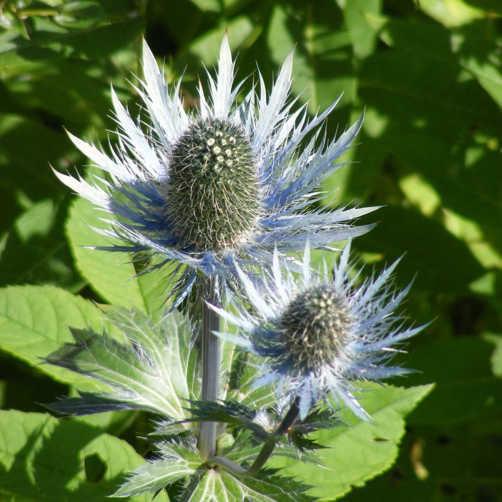 Eryngium alpinum Blue Star - Panicaut