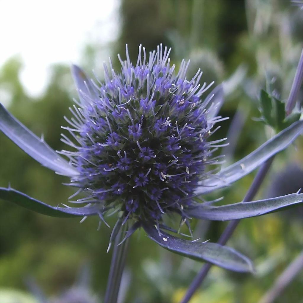 Eryngium planum - Cardo plano