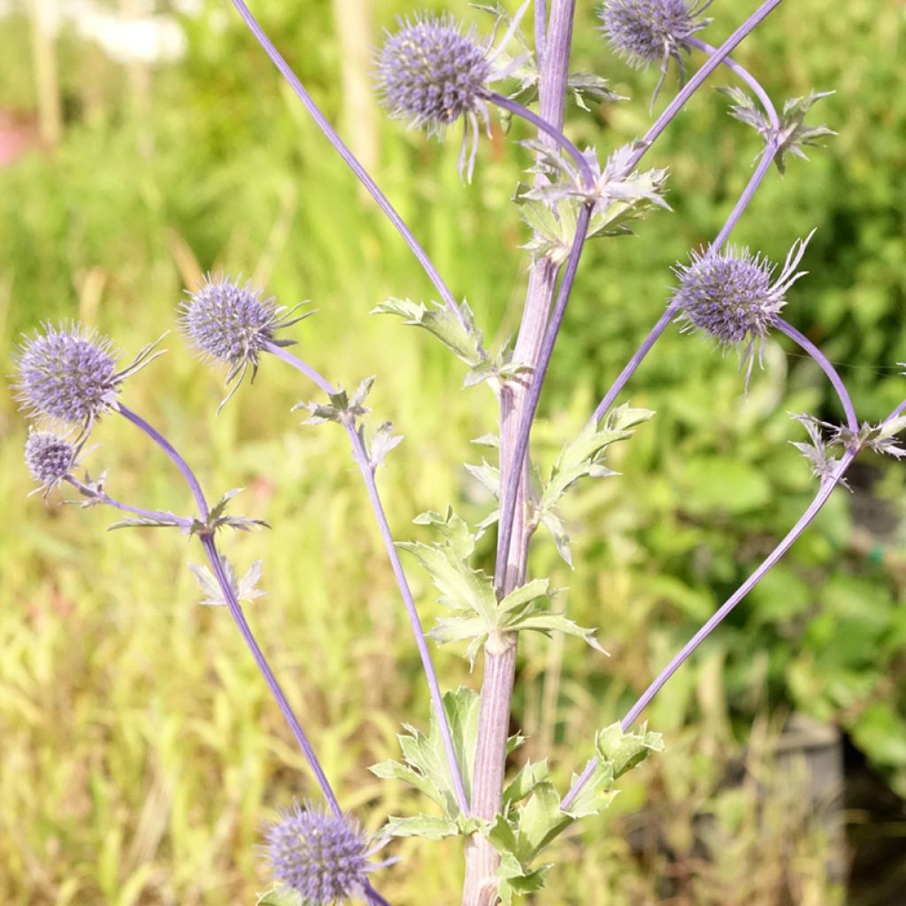 Eryngium planum - Cardo plano