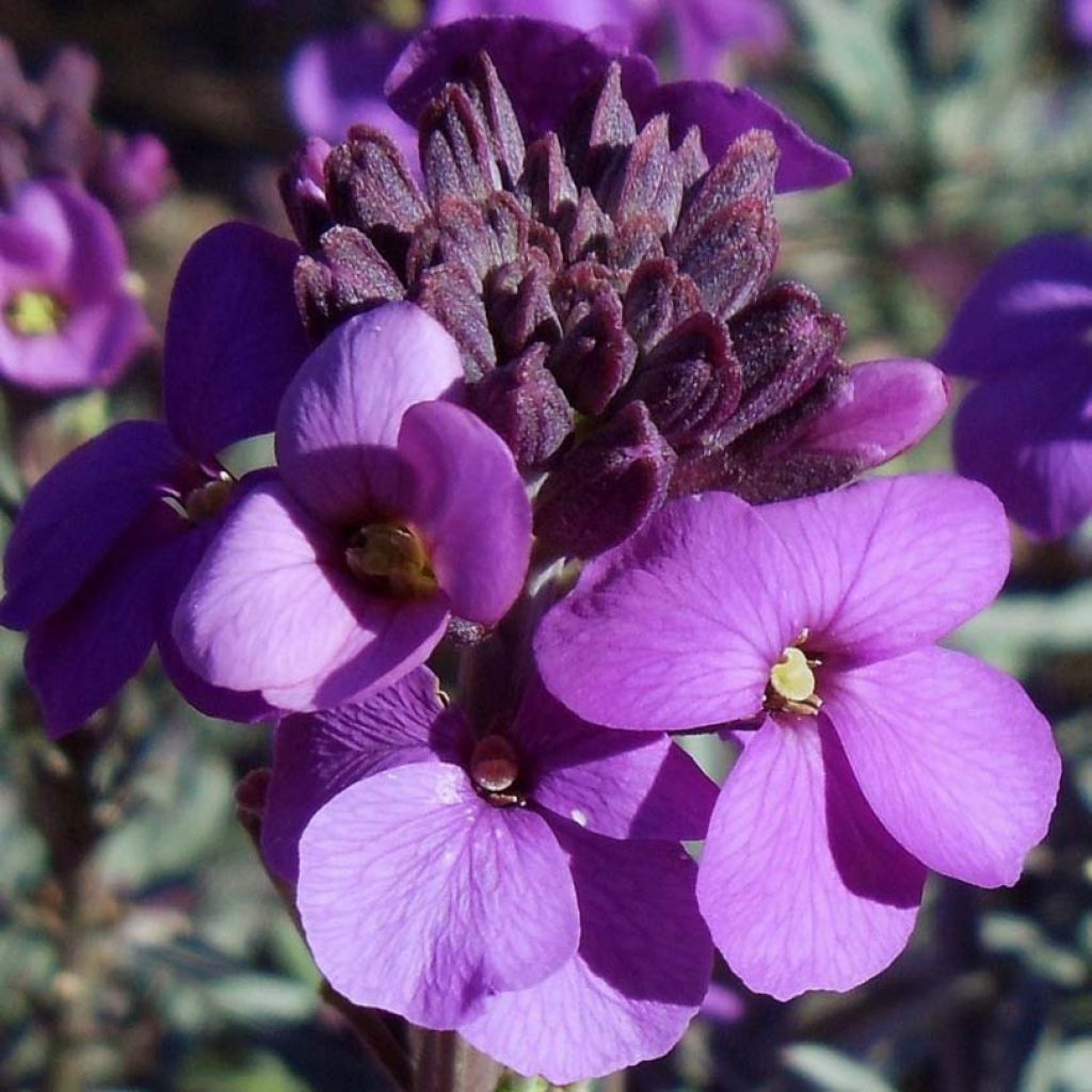 Erysimum Bowles Mauve - Alhelí