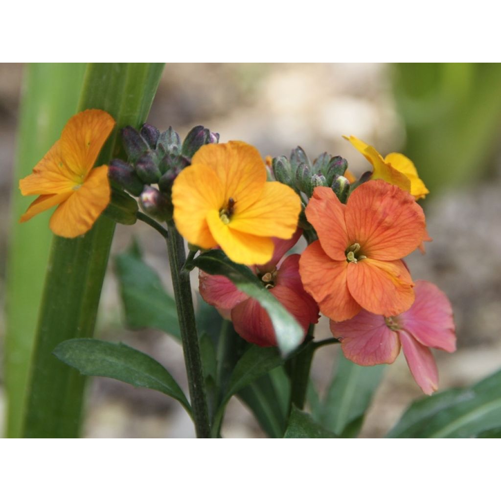 Erysimum Winter Party - Alhelí