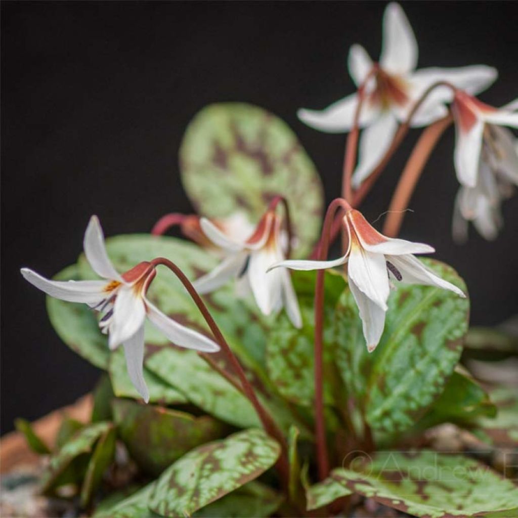 Erythronium dens canis Snowflake - Erythrone dent de chien