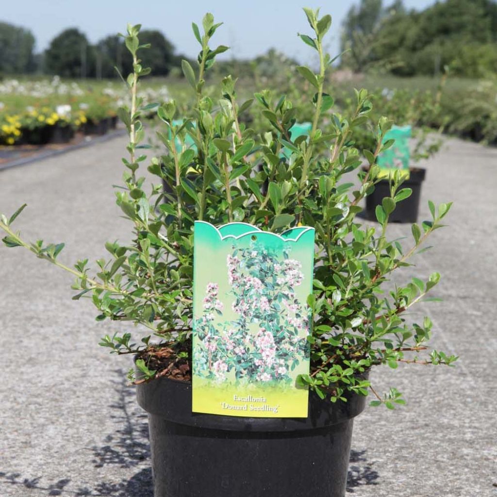 Escallonia Donard Seedling