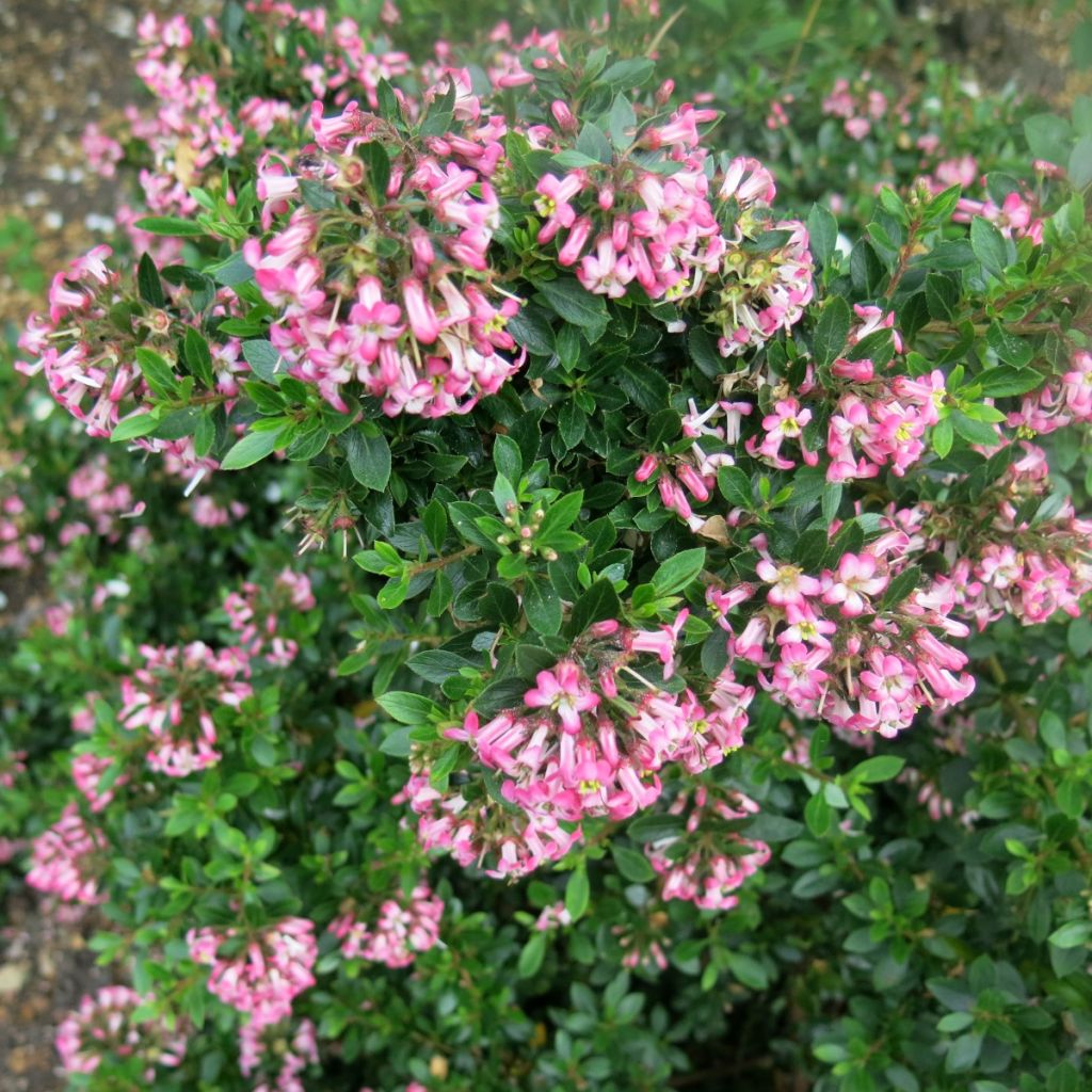 Escallonia hybride Show Stopper