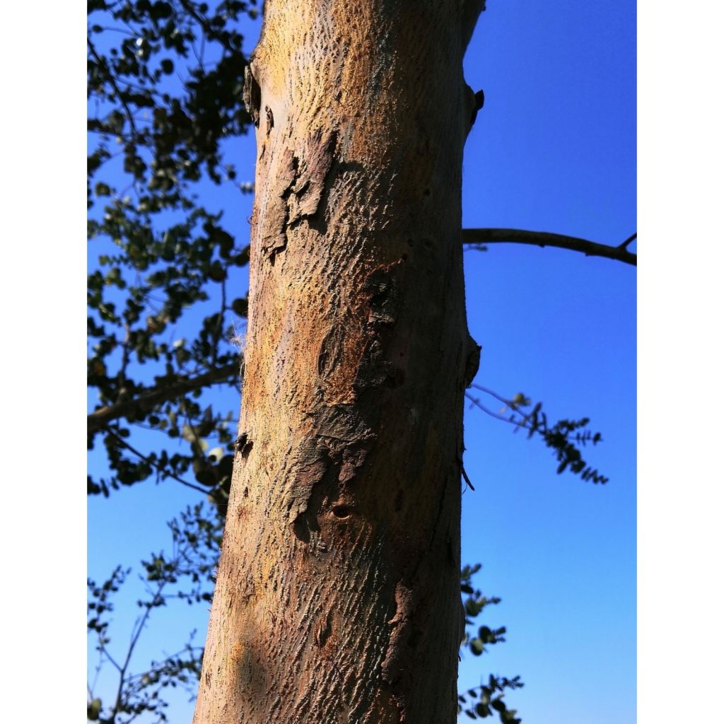 Eucalyptus gunnii Azura Cagire