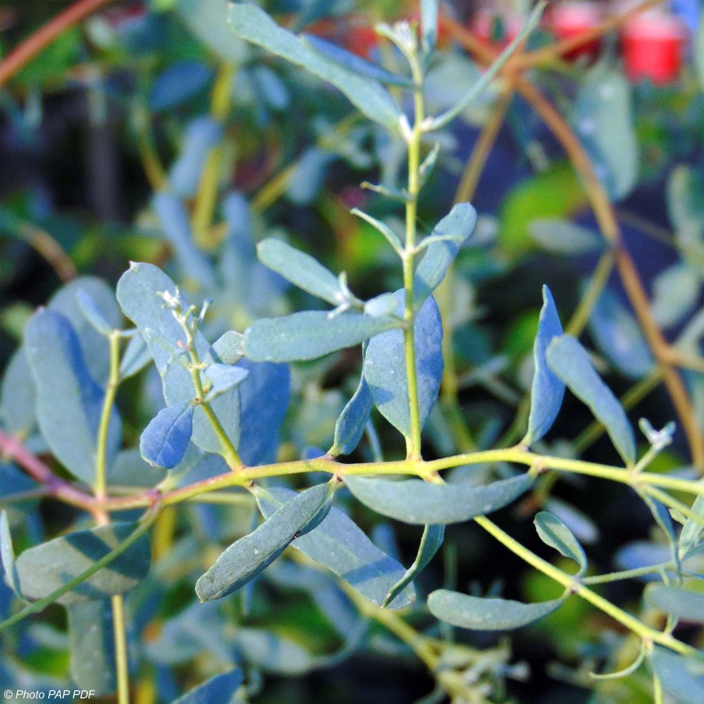 Eucalyptus gunnii France Bleu Rengun