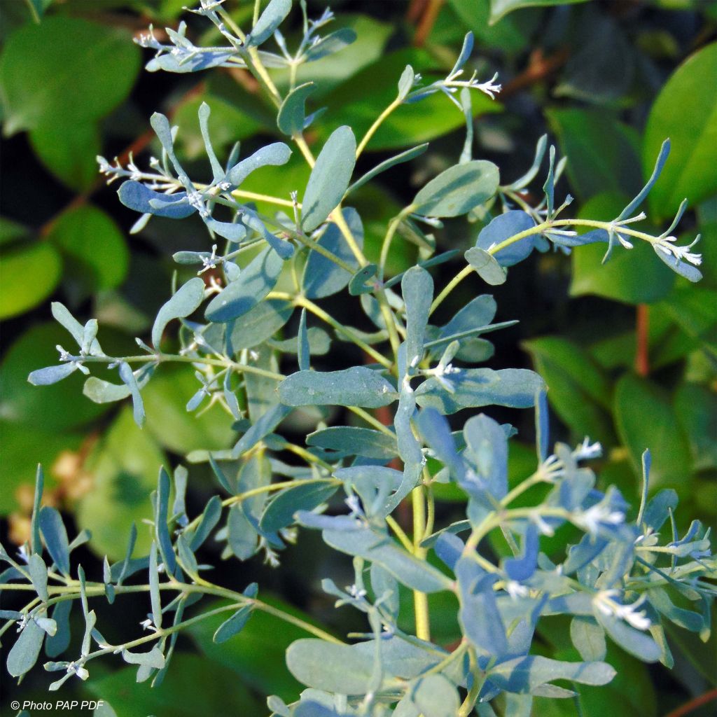 Eucalyptus gunnii France Bleu Rengun