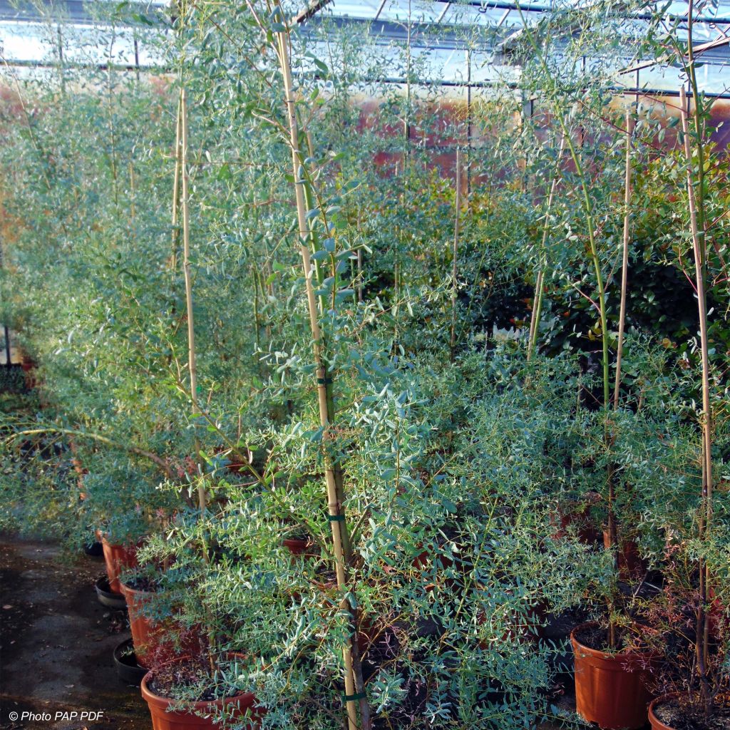 Eucalyptus gunnii France Bleu Rengun