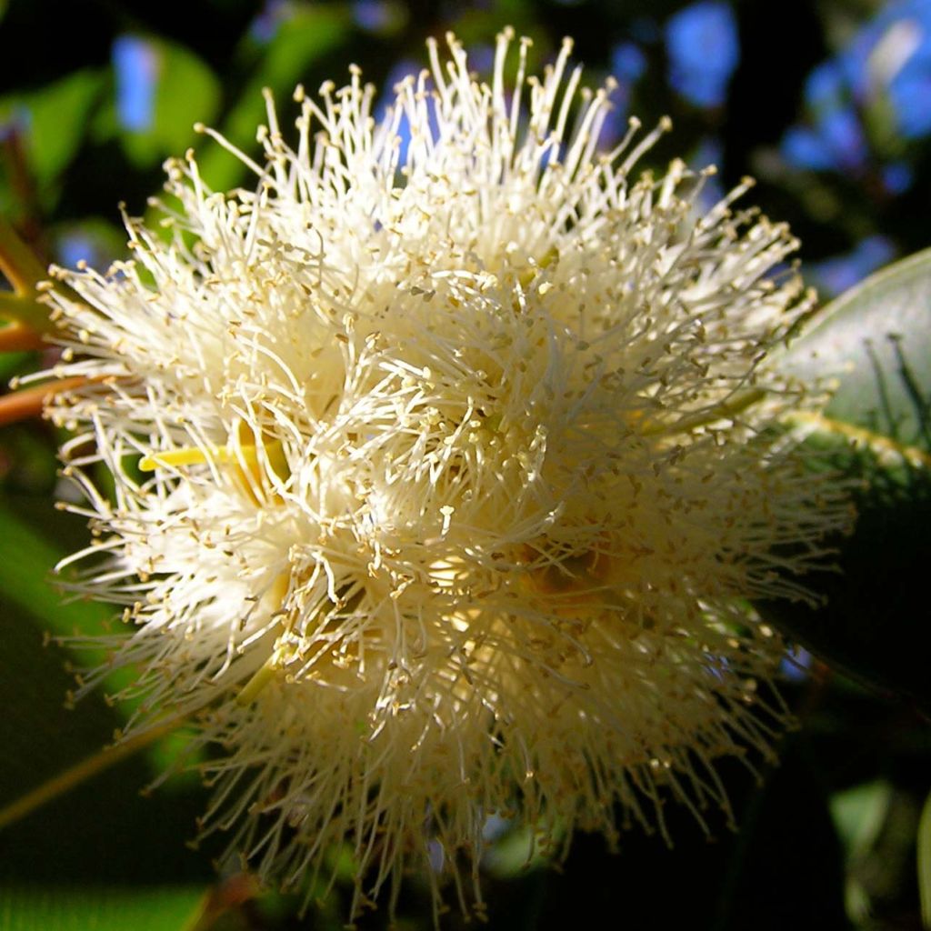 Eucalyptus gunnii France Bleu Rengun