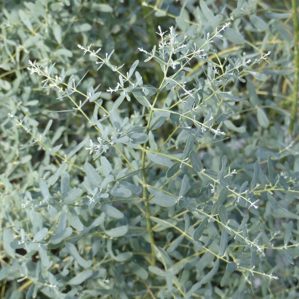 Eucalyptus gunnii France Bleu Rengun