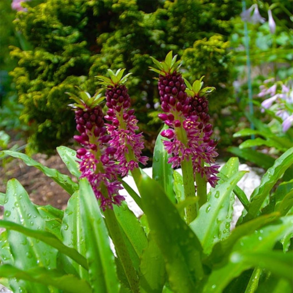 Eucomis comosa Leia - Flor de la piña