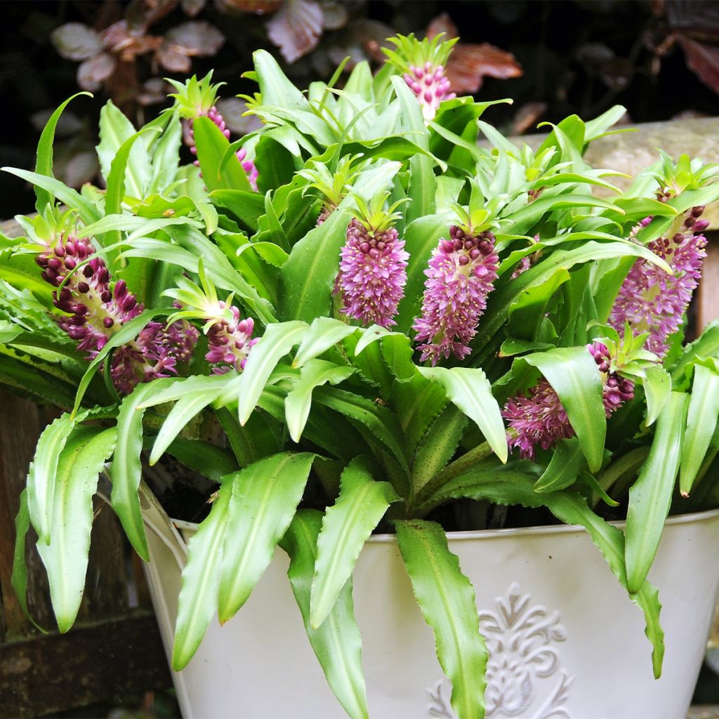 Eucomis comosa Sparkling Burgundy - Flor de la piña