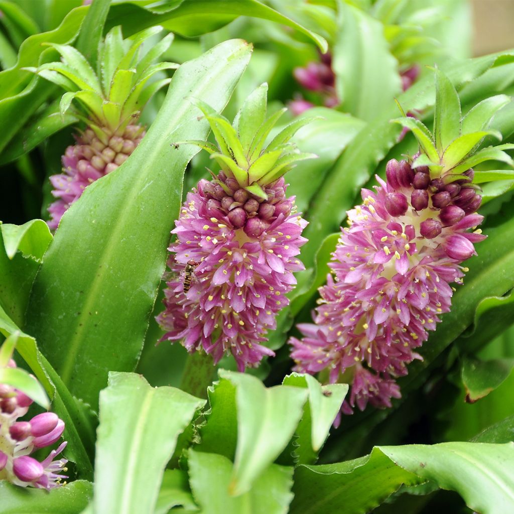 Eucomis comosa Sparkling Burgundy®  - Eucomide rose à feuillage pourpre