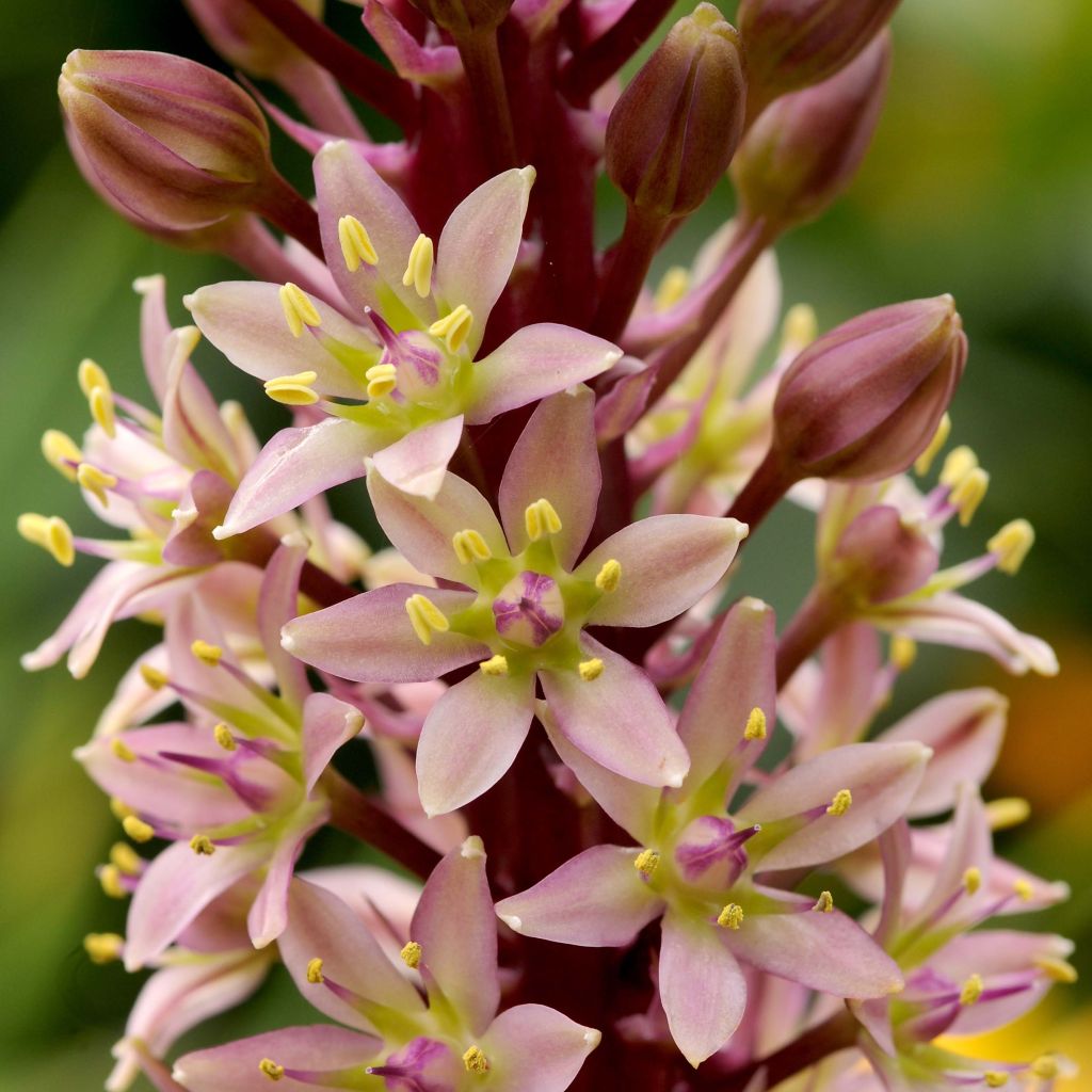 Eucomis comosa Sparkling Rosy - Flor de la piña