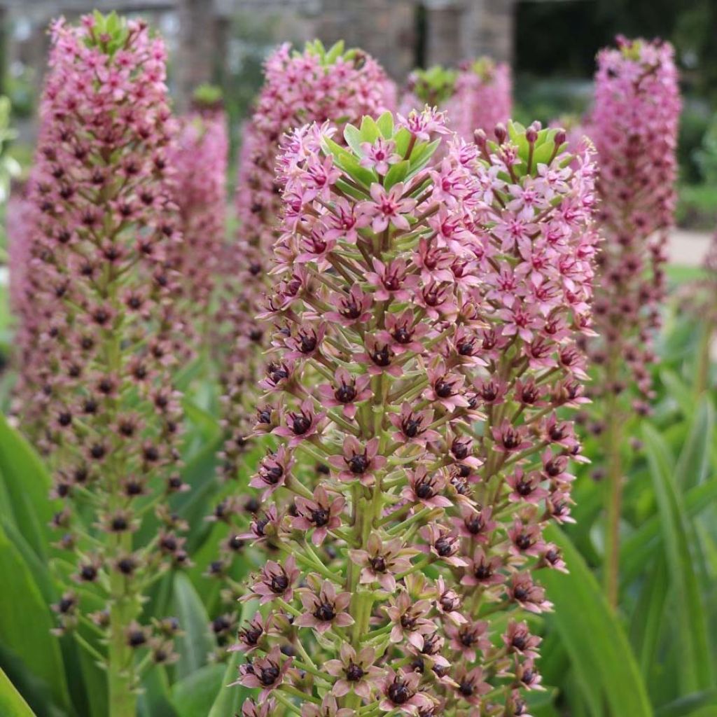 Eucomis comosa Pink Gin - Flor de la piña