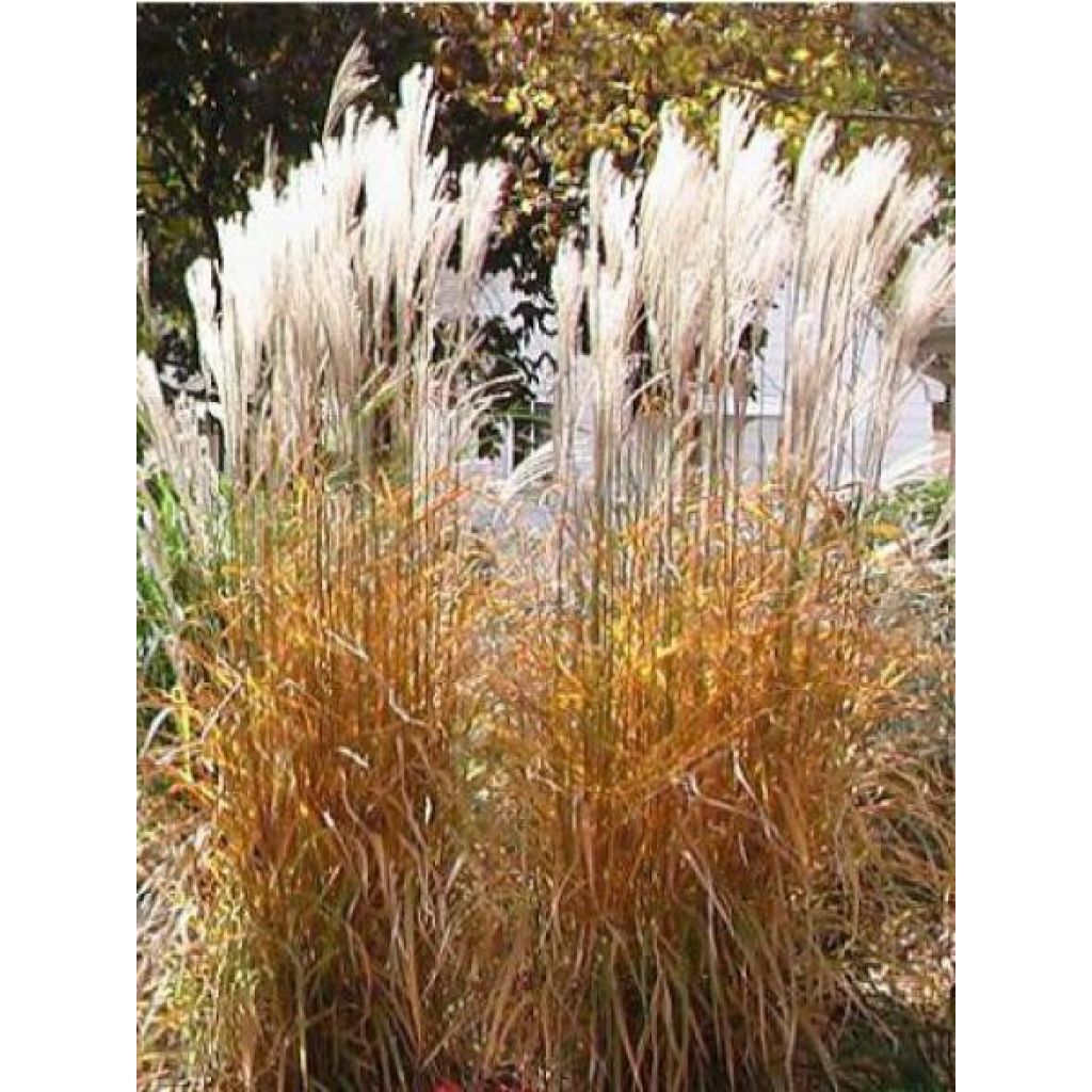 Miscanthus sinensis Purpurascens, Eulalie