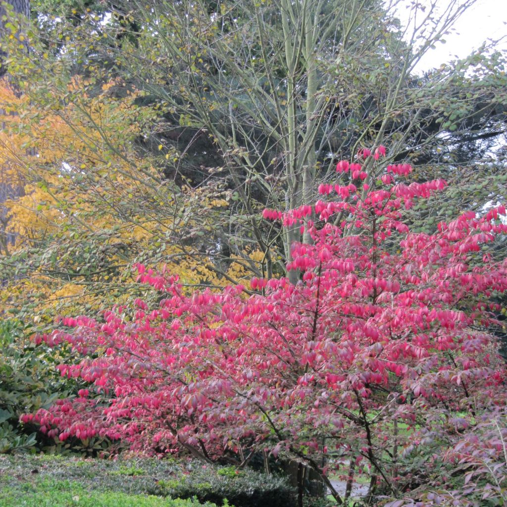 Euonymus alatus - Evónimo alado