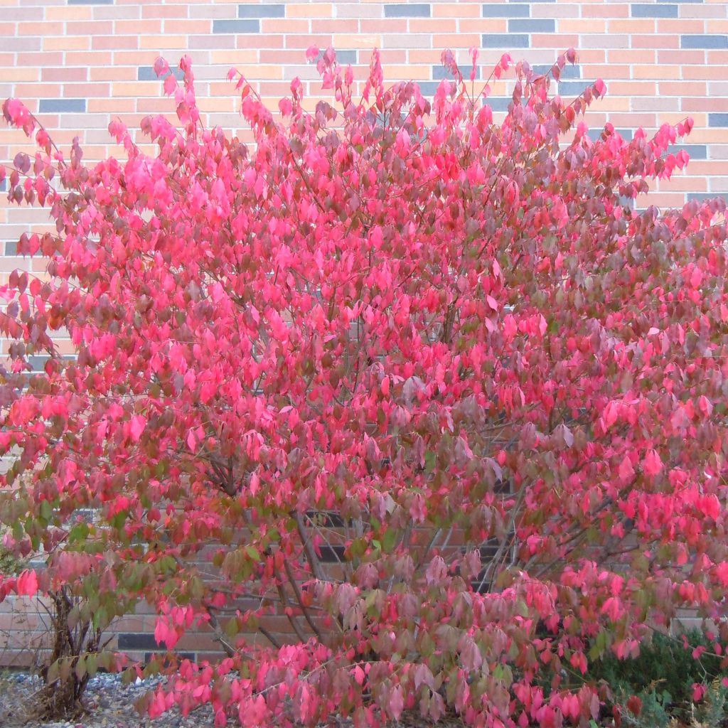 Euonymus alatus - Evónimo alado