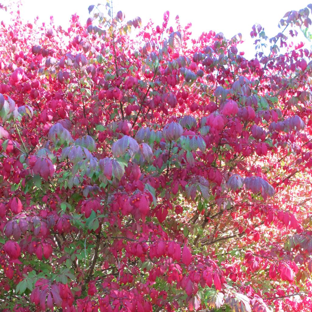 Euonymus alatus - Evónimo alado