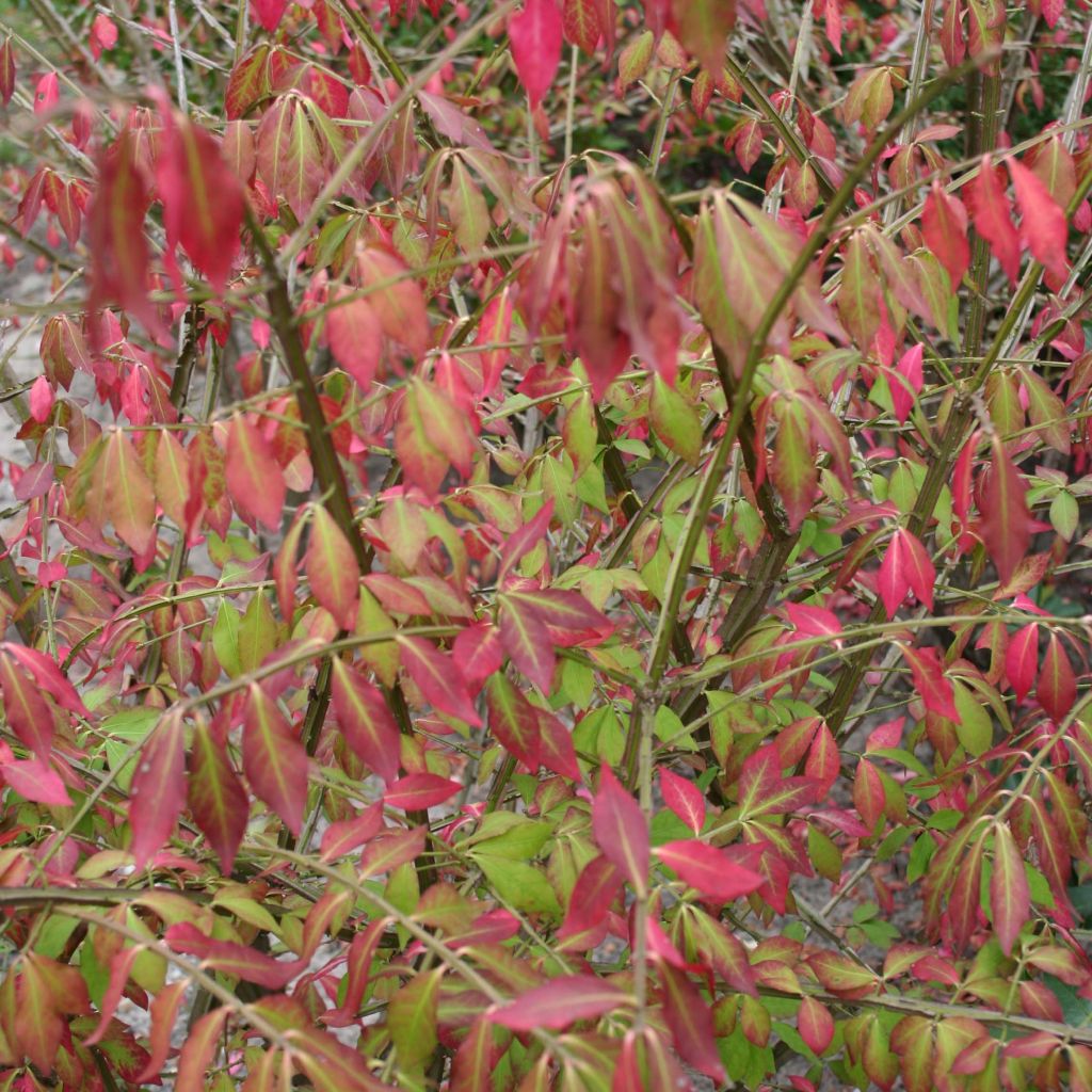 Euonymus alatus - Evónimo alado