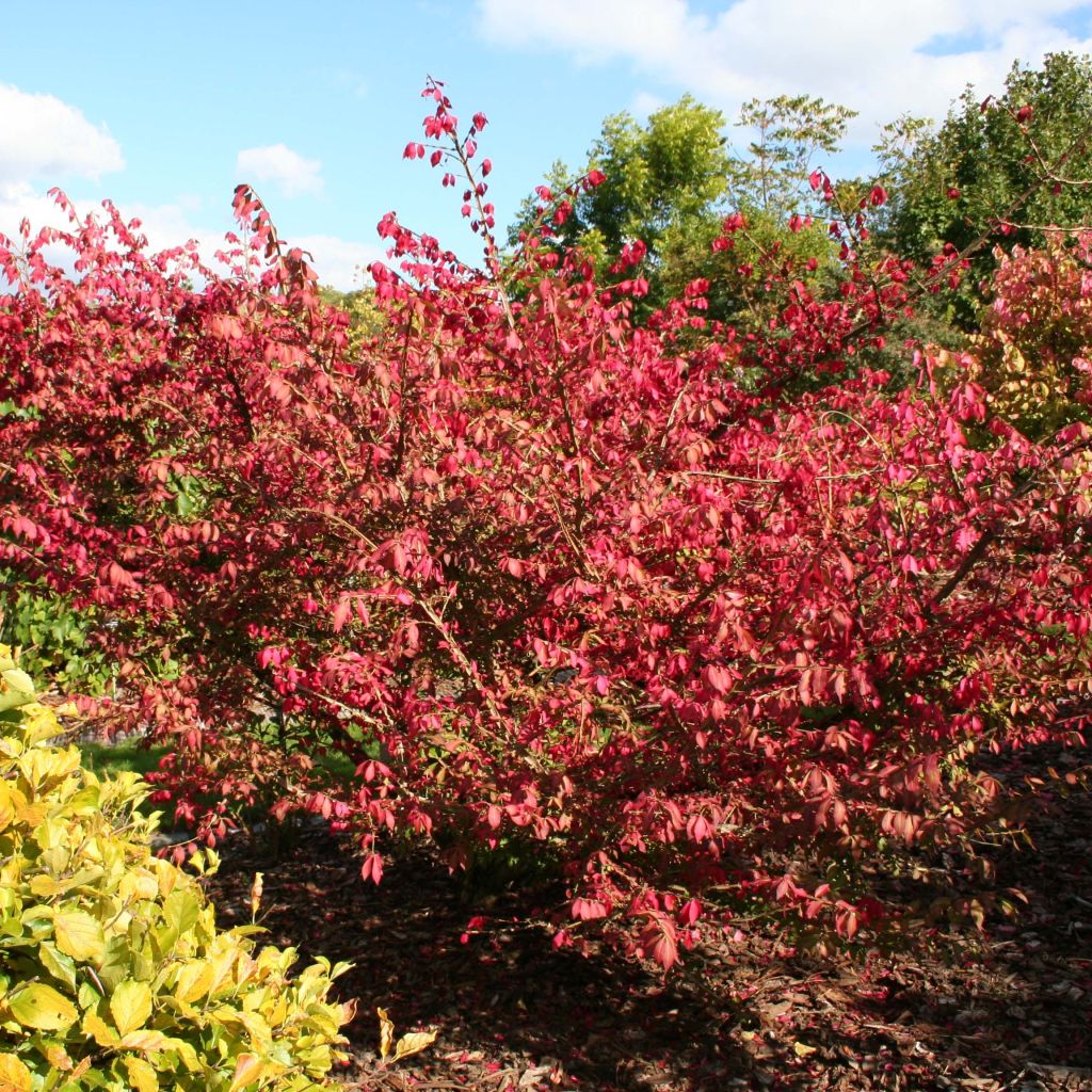 Euonymus alatus - Evónimo alado