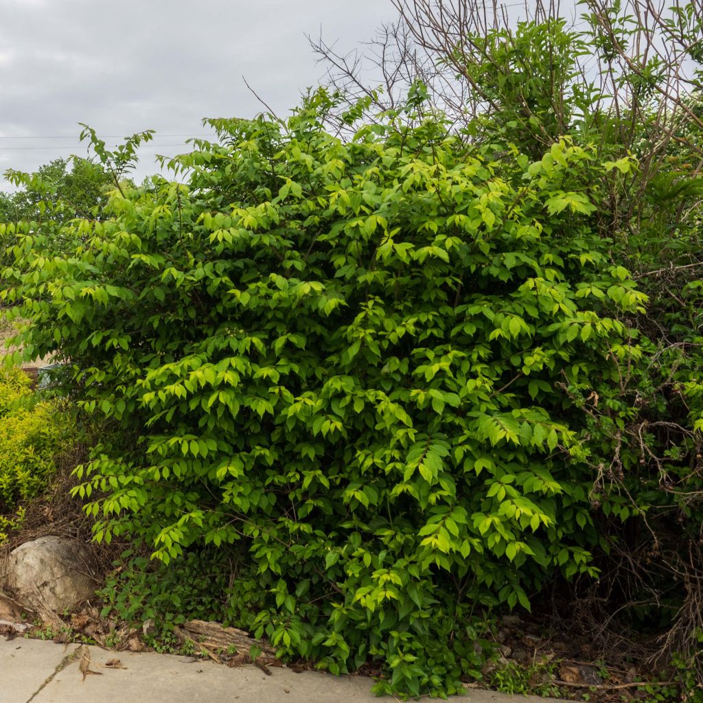 Euonymus alatus Compactus - Evónimo alado