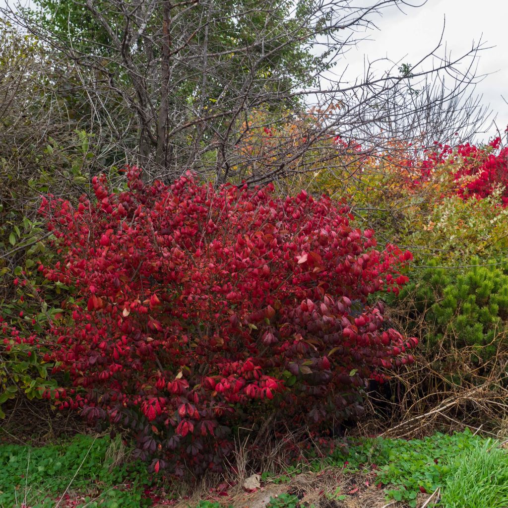 Euonymus alatus Compactus - Evónimo alado