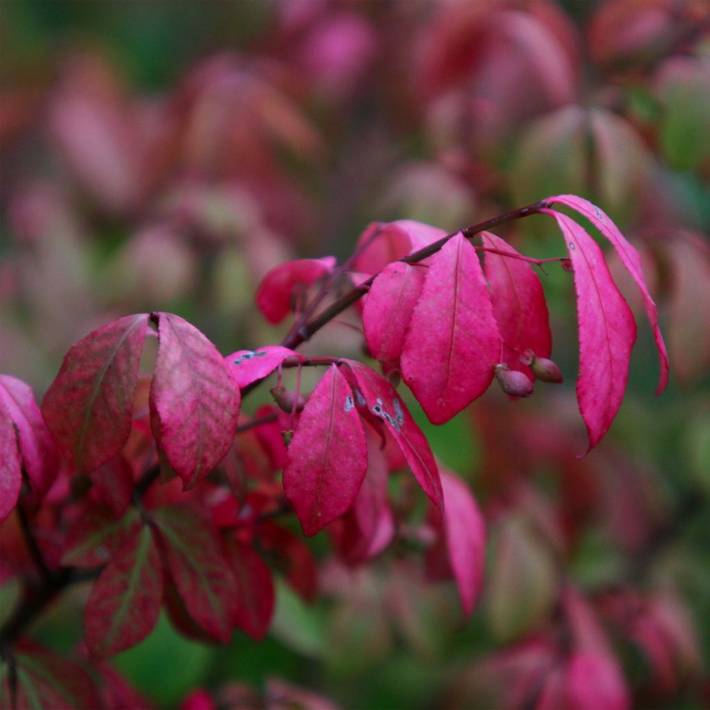 Euonymus alatus Compactus - Evónimo alado