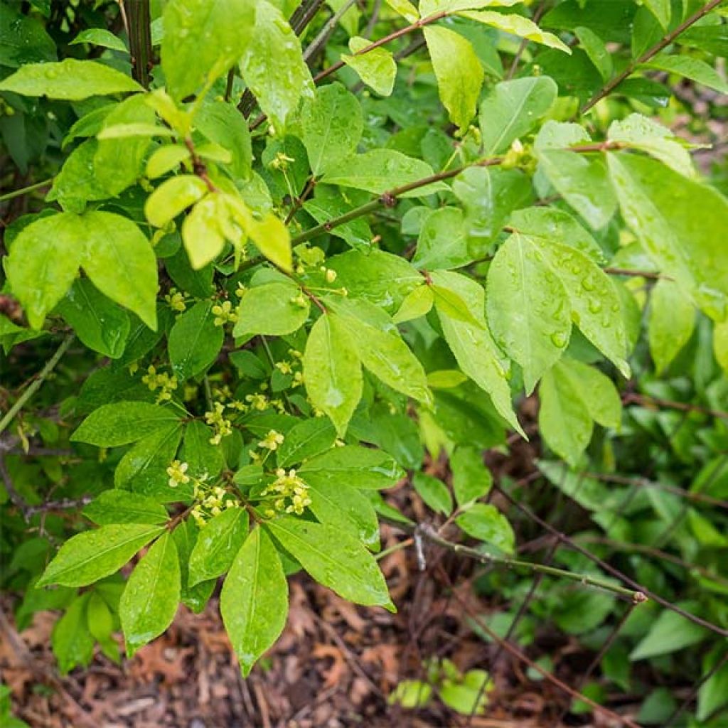 Euonymus alatus Compactus - Evónimo alado