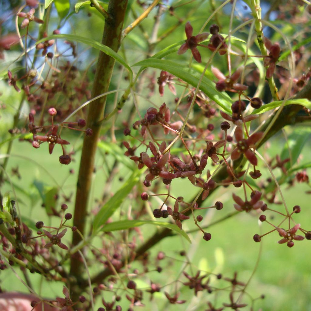 Euonymus clivicolus var. rongchuensis - Evónimo