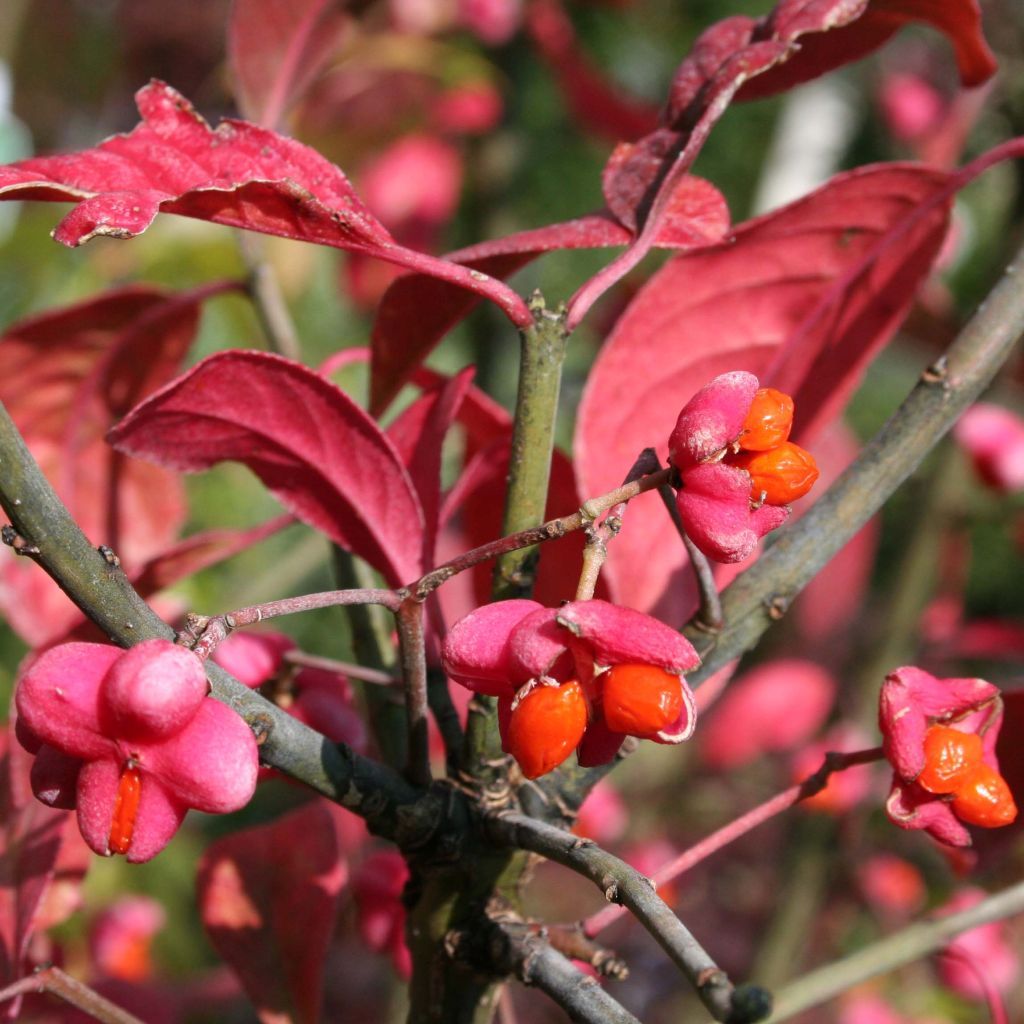 Euonymus europaeus Red Cascade - Boj