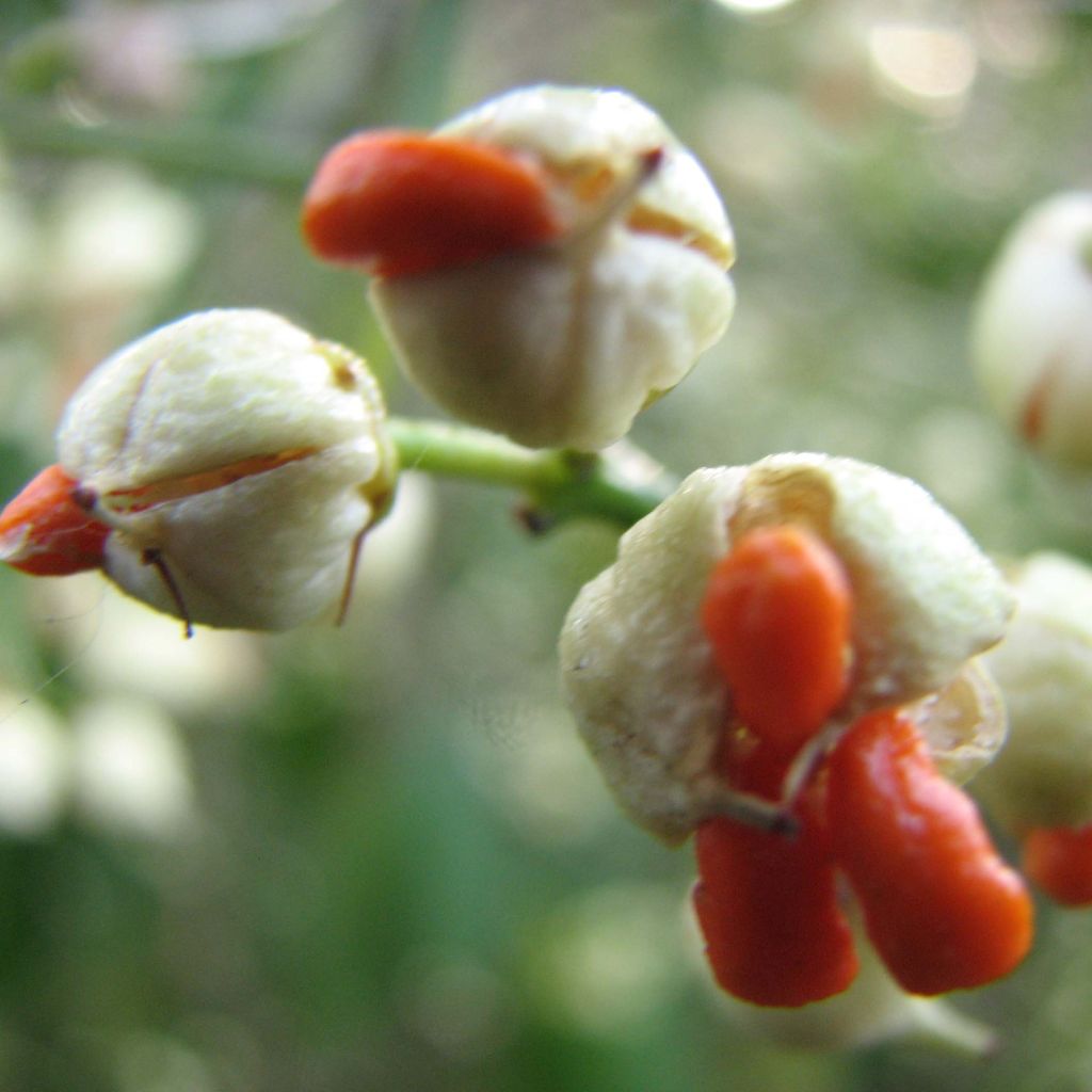 Huso de la fortuna Dart's Blanket- Euonymus fortunei