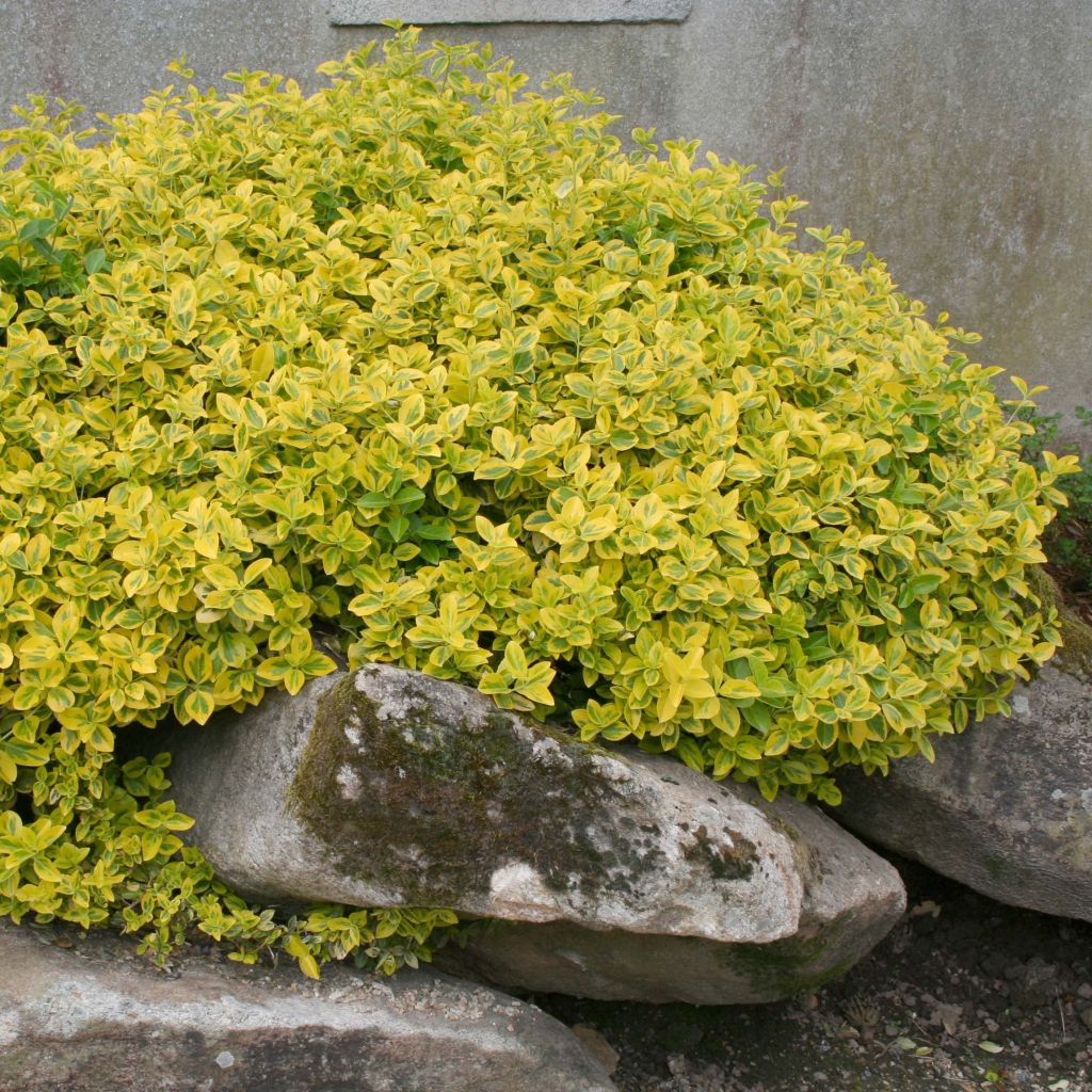 Huso de la fortuna Emerald 'n gold- Euonymus fortunei