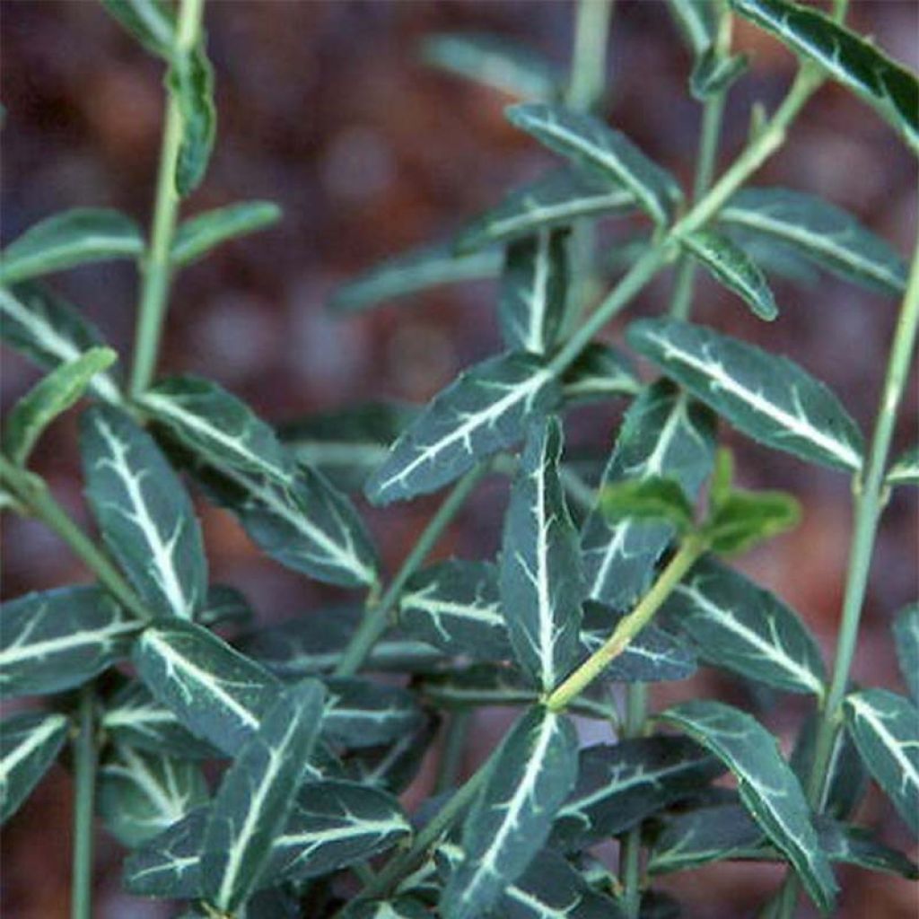 Huso de la fortuna var. radicans Wolong Ghost- Euonymus fortunei