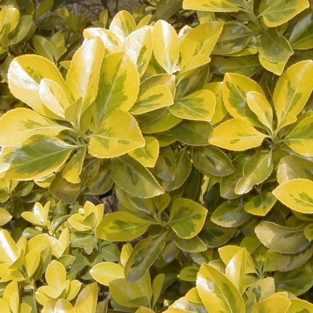 Evónimo Aureus - Euonymus japonicus