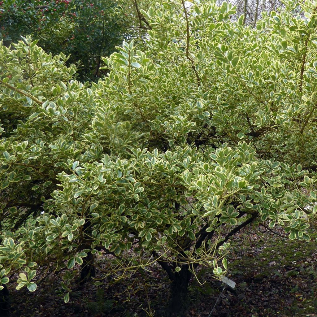 Evónimo Duc d'Anjou - Euonymus japonicus