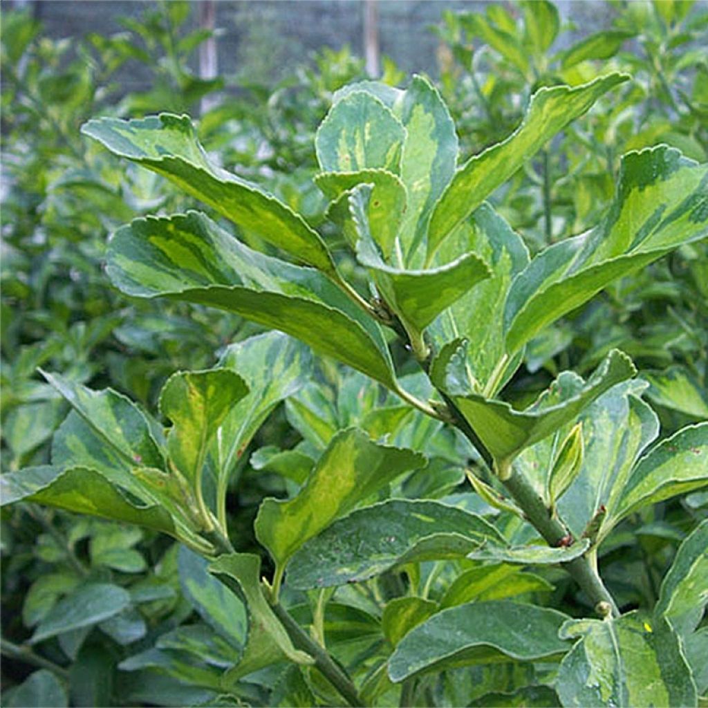 Evónimo Duc d'Anjou - Euonymus japonicus