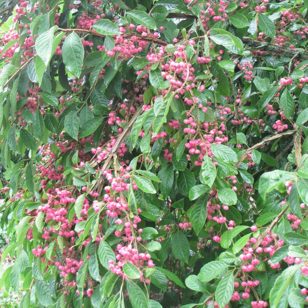 Euonymus phellomanus - Evónimo