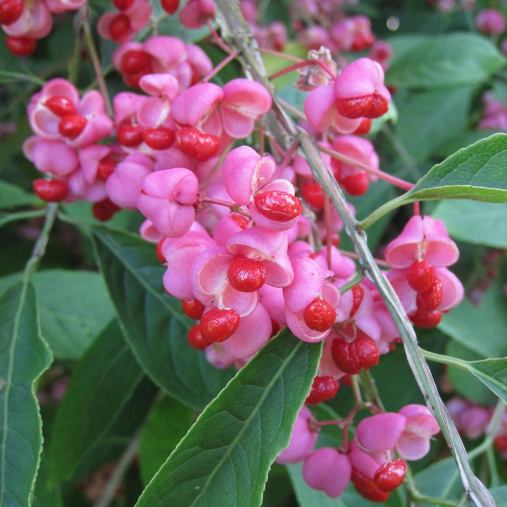 Euonymus phellomanus - Evónimo