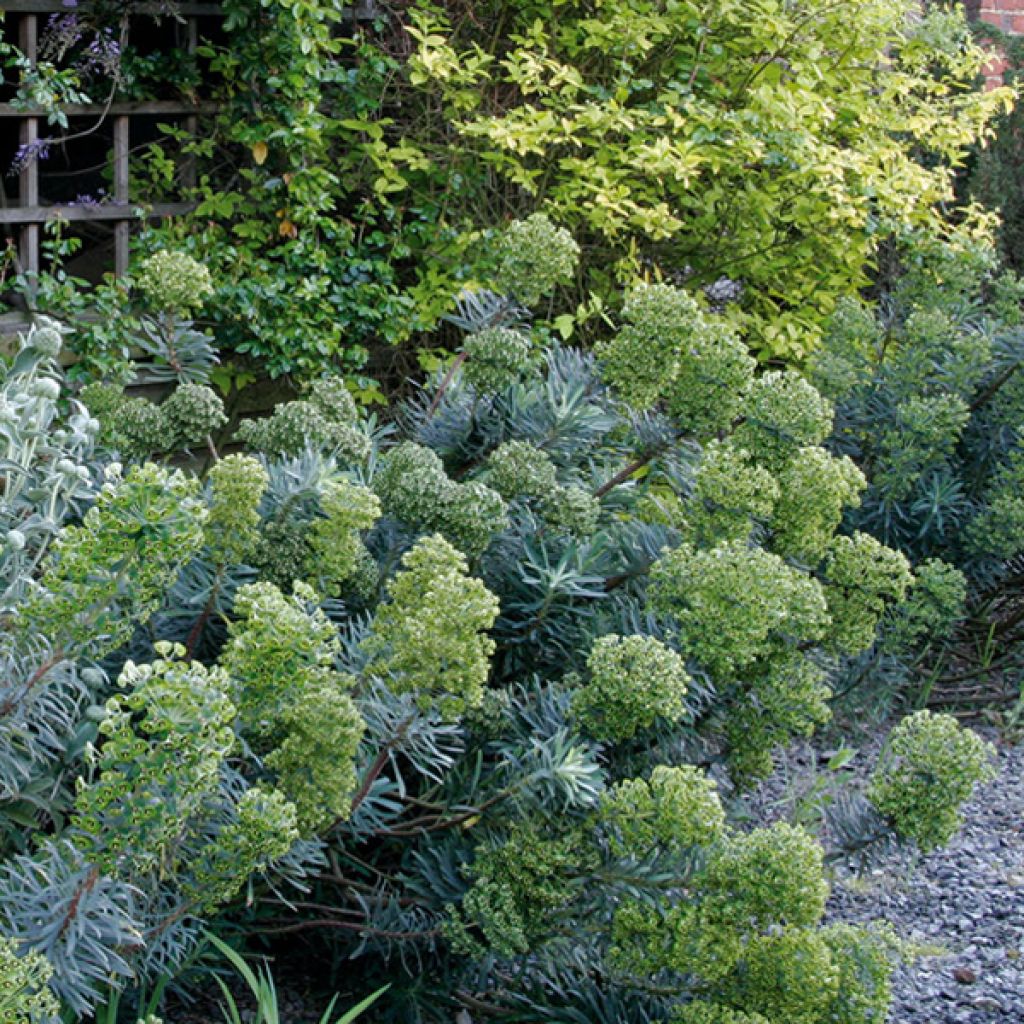 Euforbio mediterráneo - Euphorbia characias