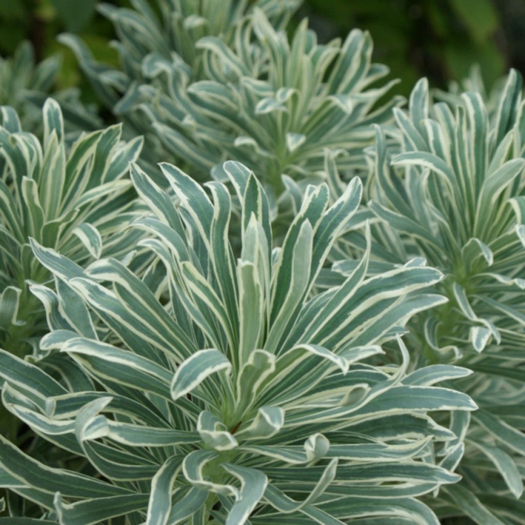 Euforbio mediterráneo Glacier Blue - Euphorbia characias