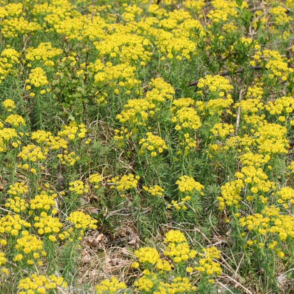 Euphorbe, Euphorbia cyparissias