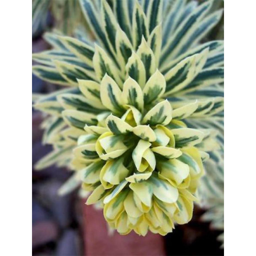 Euphorbia characias Tasmanian Tiger - Euphorbe panachée