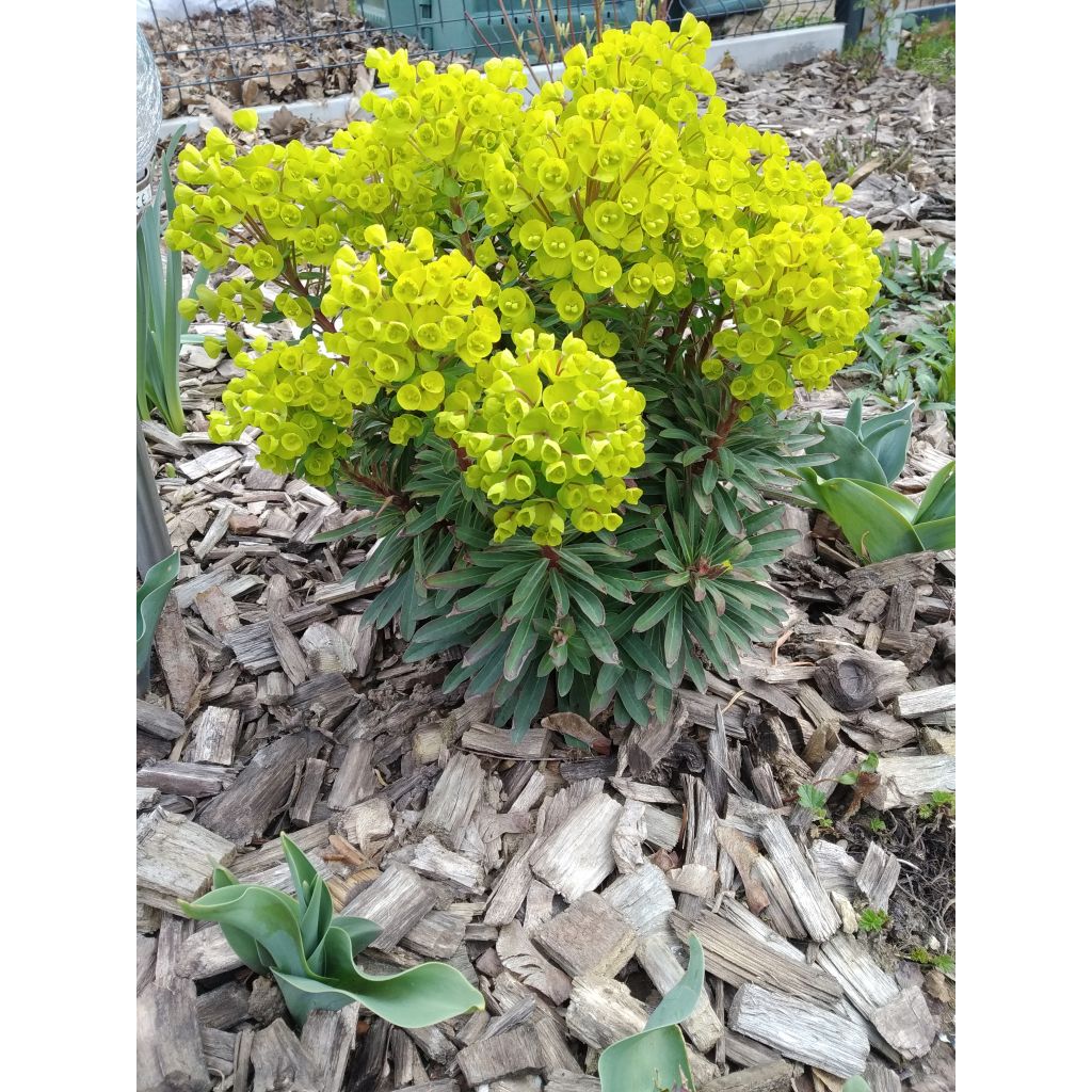 Euphorbia pseudovirgata Redwing - Lechetrezna